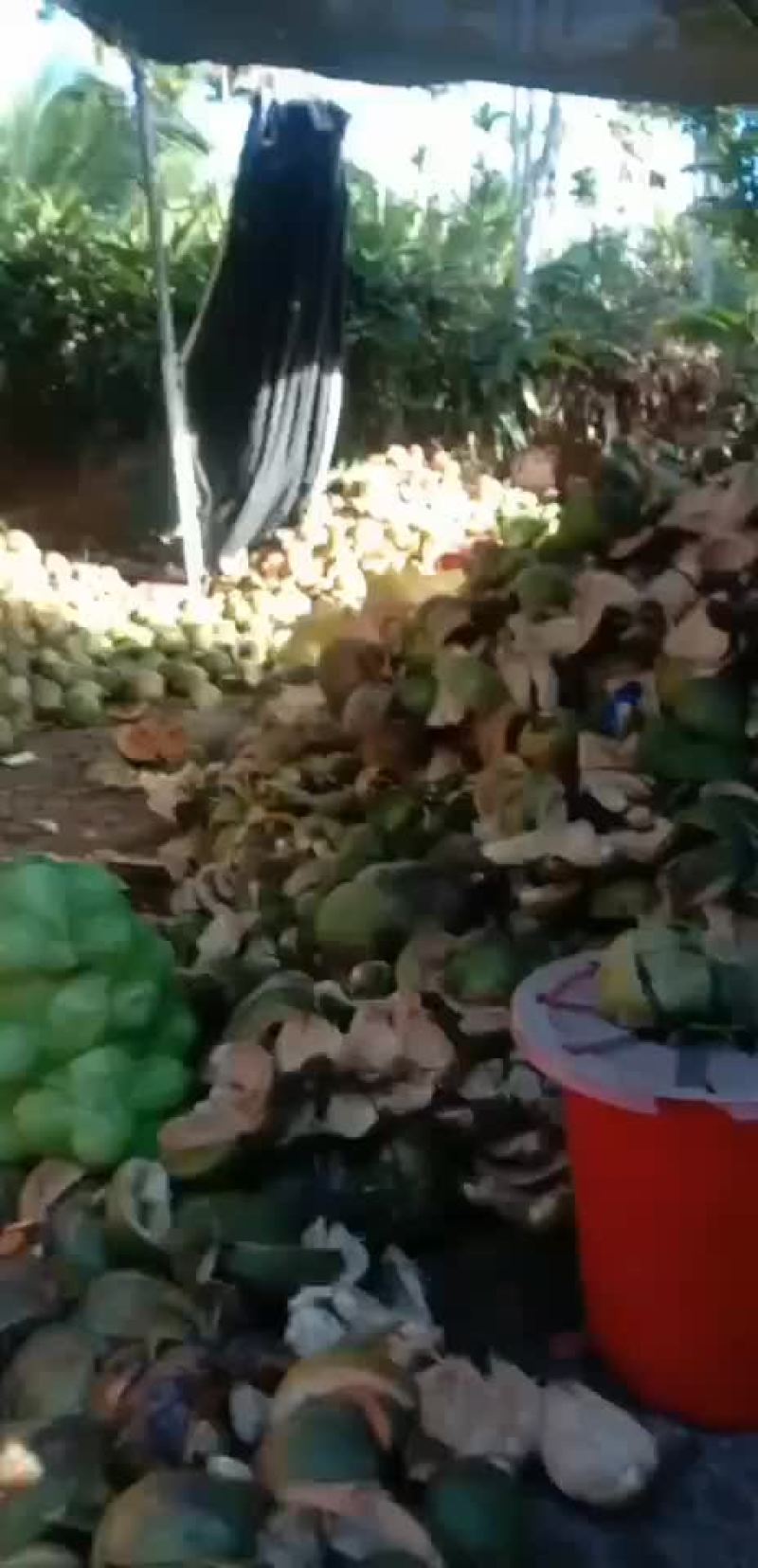 椰子