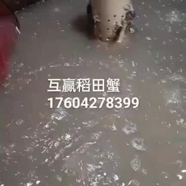 二零母，毛母，678母。盘锦河蟹，大闸蟹，蟹苗。