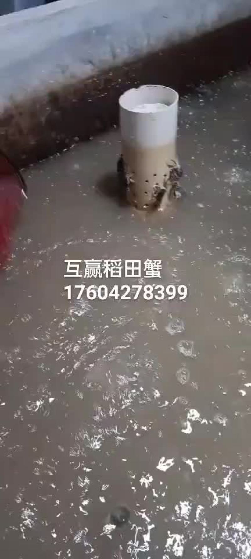 二零母，毛母，678母。盘锦河蟹，大闸蟹，蟹苗。