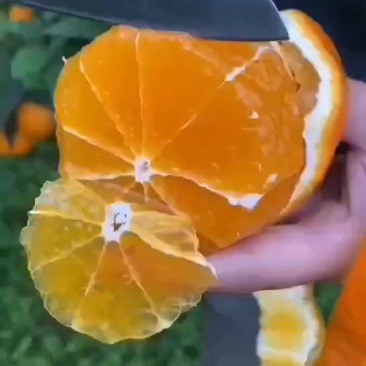 爱媛果冻橙