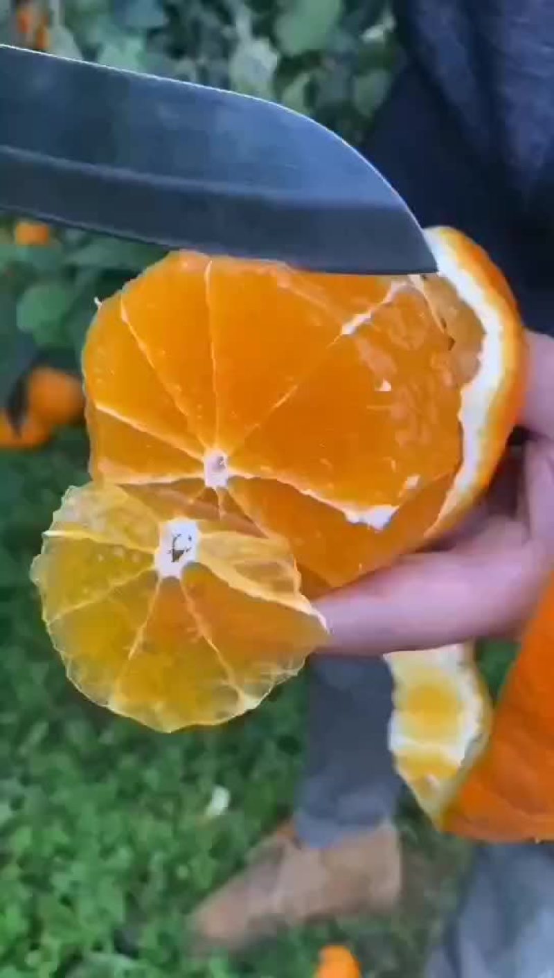 爱媛果冻橙