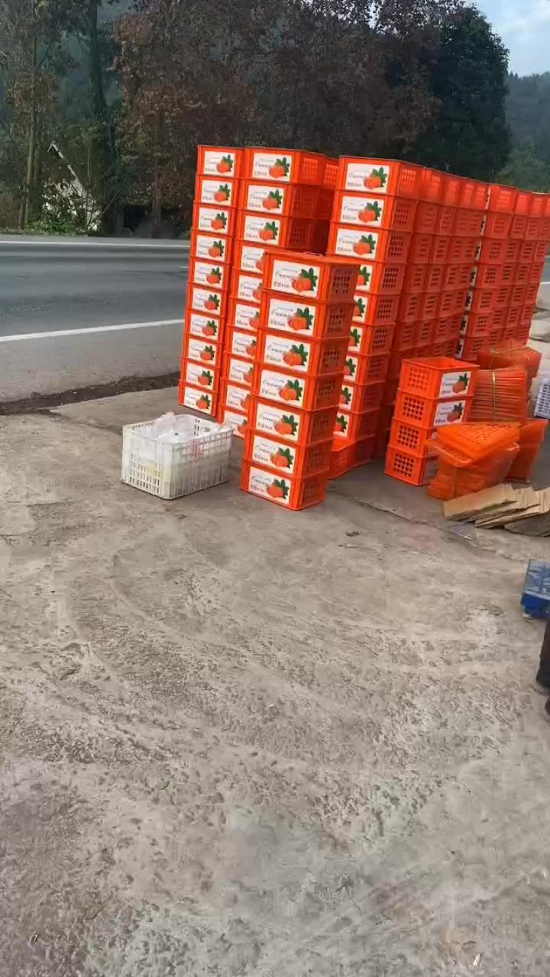 爱媛果冻橙