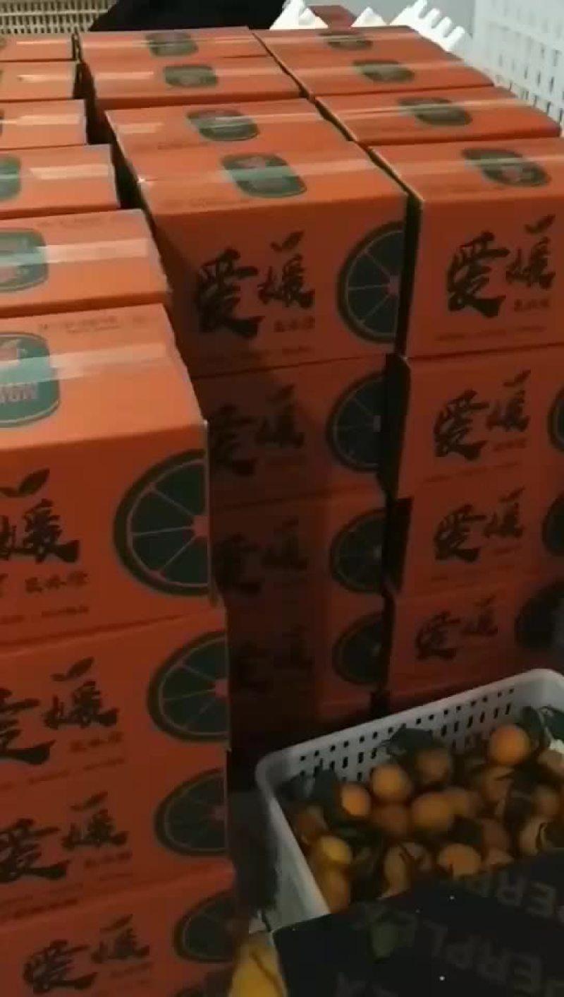 爱媛果冻橙