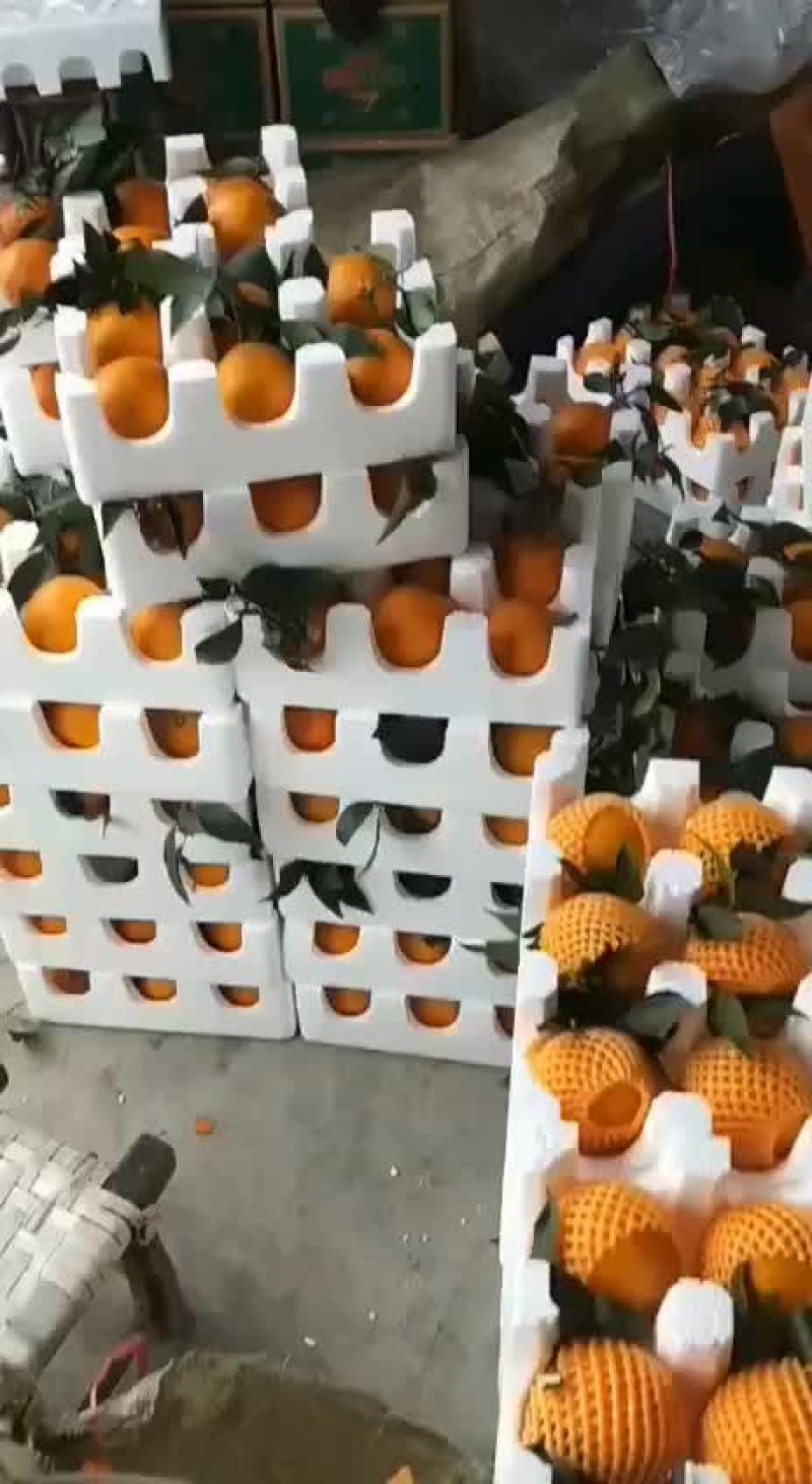爱媛果冻橙