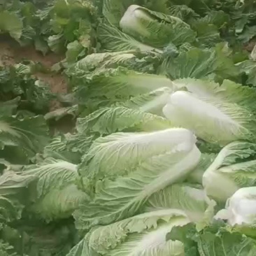 绥中县大白菜杠菜大量有货。一手货源产地直发。诚信合作