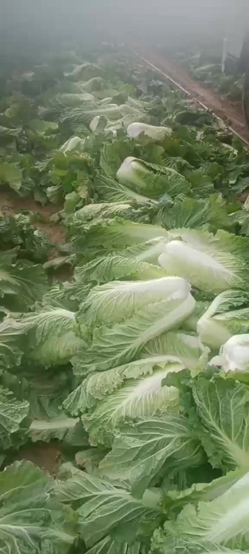 绥中县大白菜杠菜大量有货。一手货源产地直发。诚信合作
