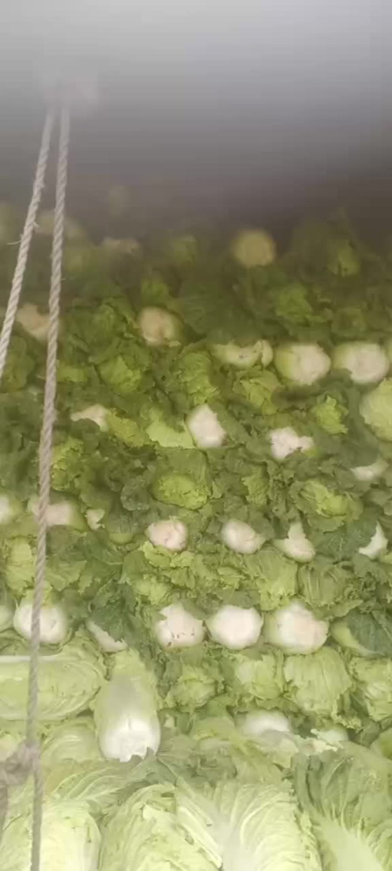 绥中县大白菜杠菜大量有货。一手货源产地直发。诚信合作