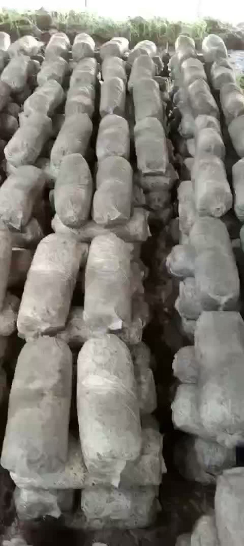 鲜平菇再有一个月大量上市