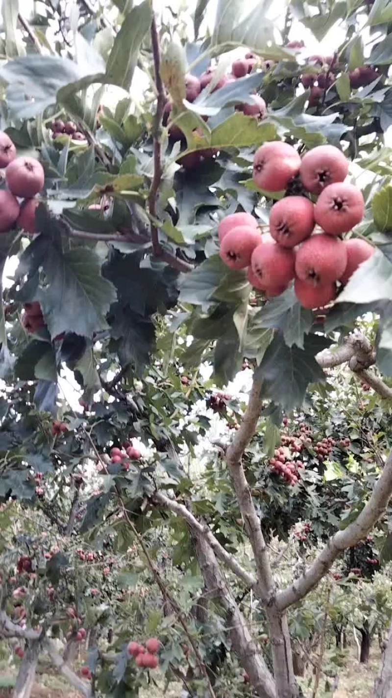 红果正在采摘中，丰收了
