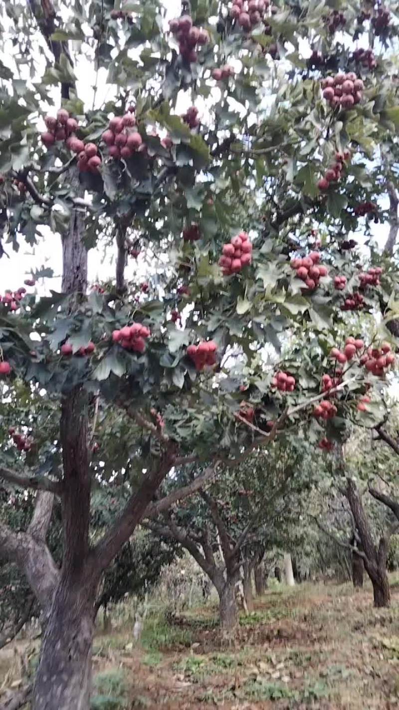 红果正在采摘中，丰收了