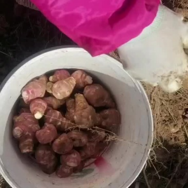 灵宝沙土洋姜，万亩洋姜基地，白皮，红皮开始出货，天天发车