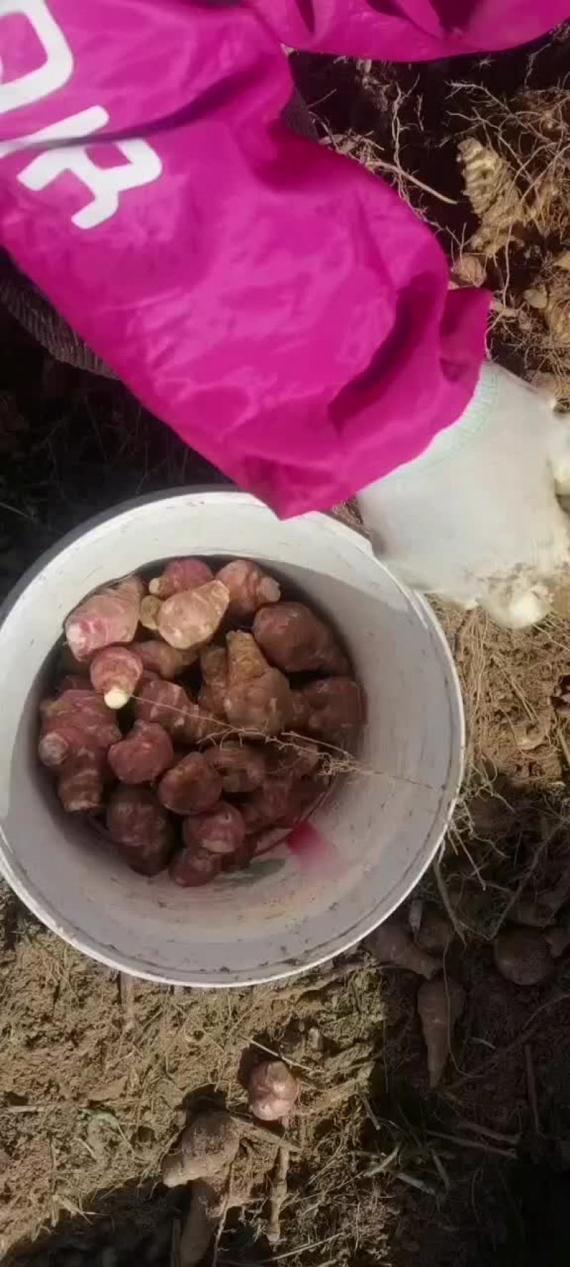 灵宝沙土洋姜，万亩洋姜基地，白皮，红皮开始出货，天天发车