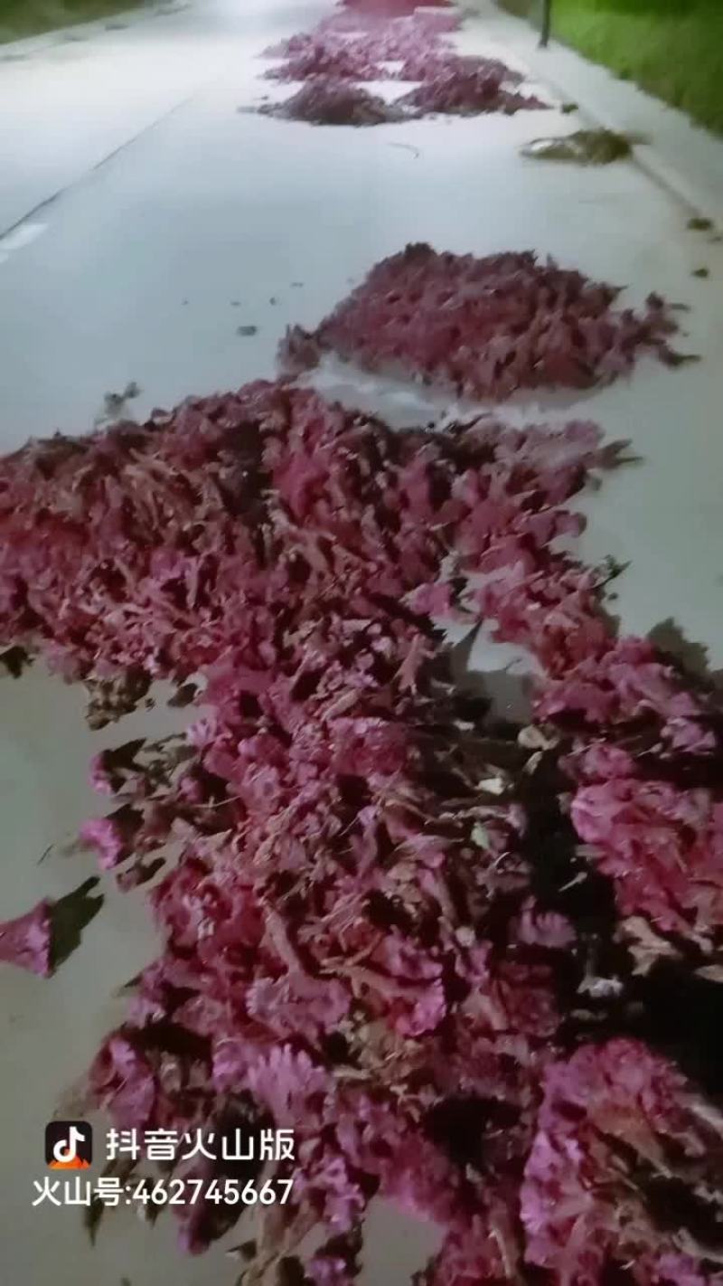鸡冠花
