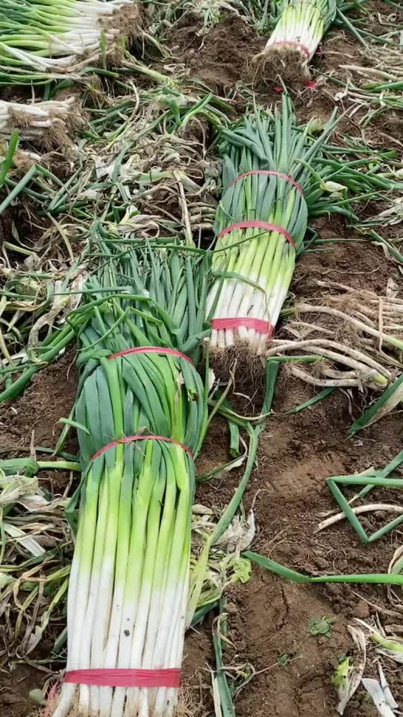 河北邯郸鸡泽大葱基地大量出货，白长硬度好，