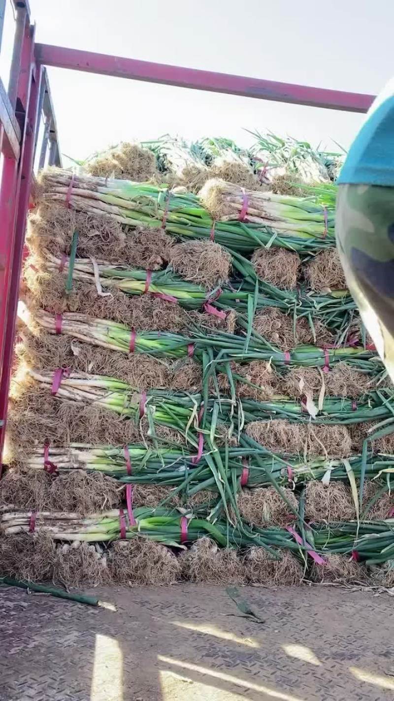 河北邯郸鸡泽大葱基地大量出货，白长硬度好，