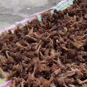 贝母种子