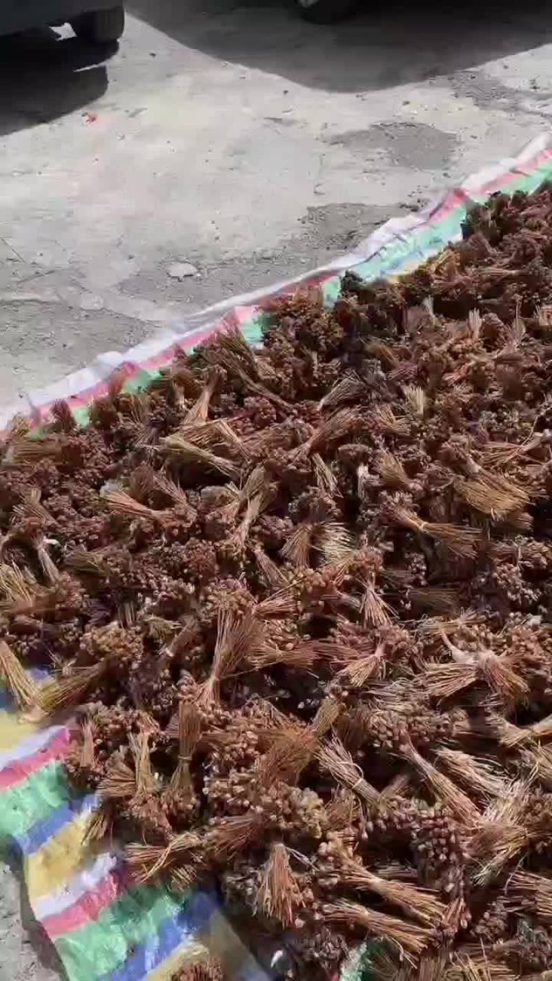 贝母种子