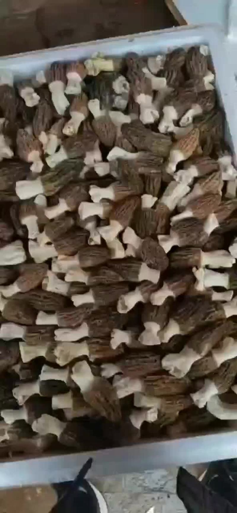 长期有货一手货源基地各种各种羊肚菌干货