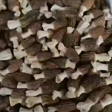 长期有货一手货源基地各种各种羊肚菌干货