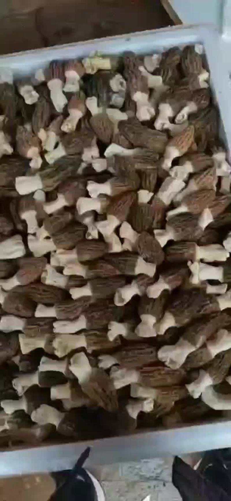 长期有货一手货源基地各种各种羊肚菌干货