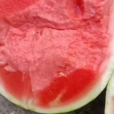 无子西瓜