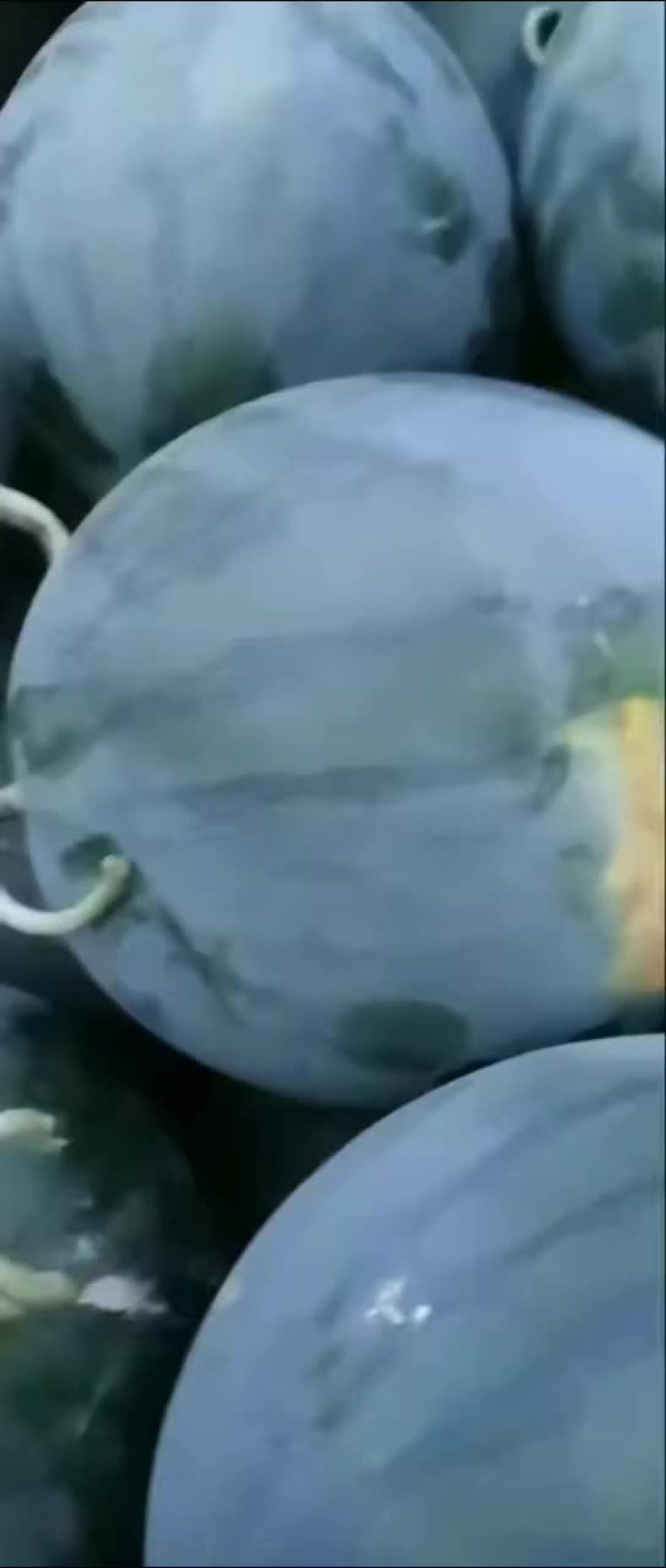 无子西瓜