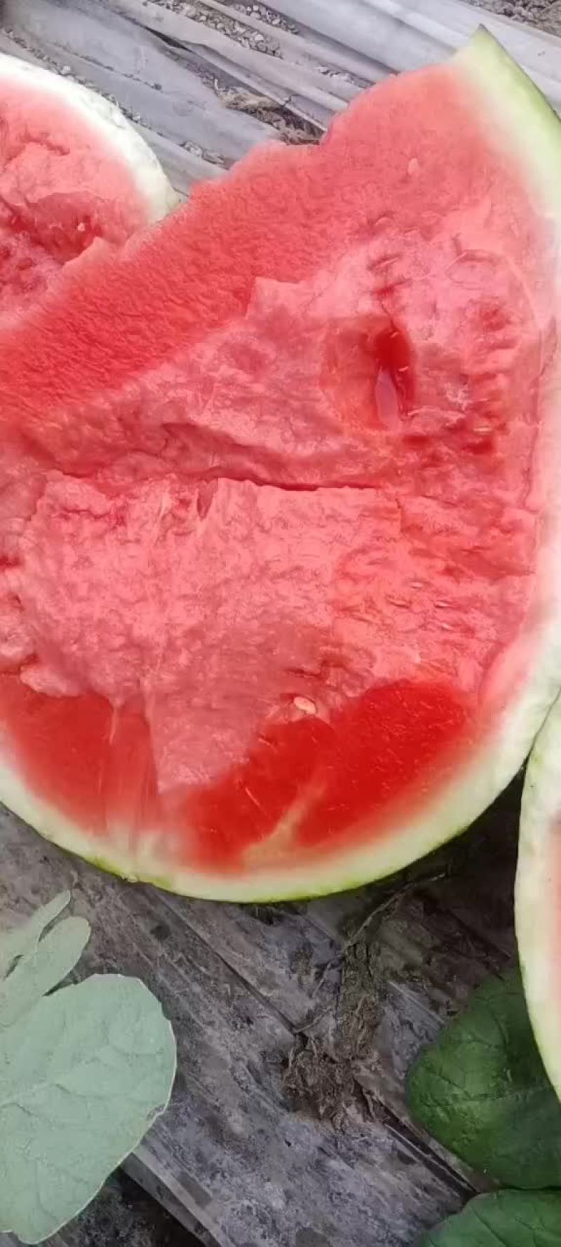 无子西瓜