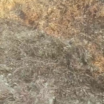 新鲜干草:花生秧