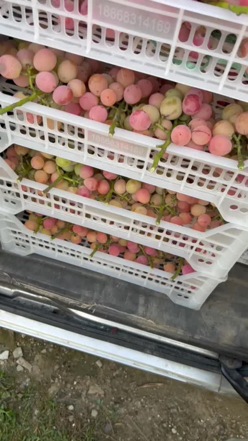 妮娜皇后给钱就卖
