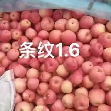 条纹寒富