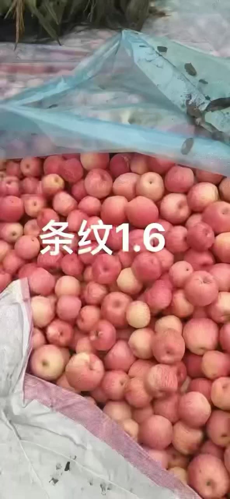 条纹寒富