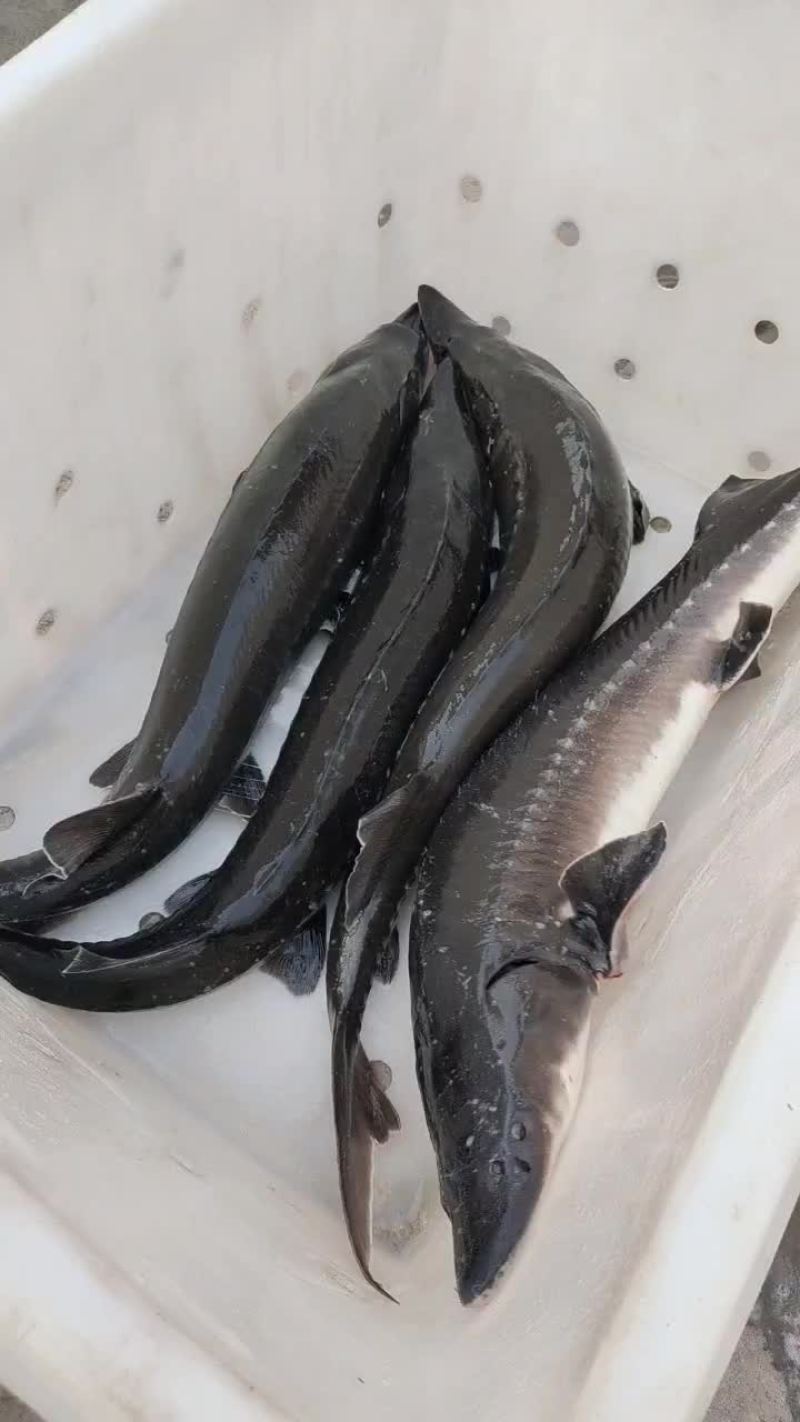 供应鲟鱼，精养池养殖，品质保证，耐长途运输
