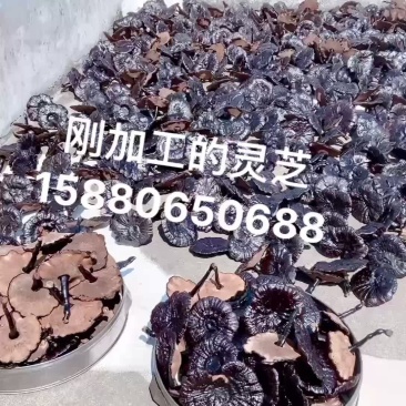 灵芝