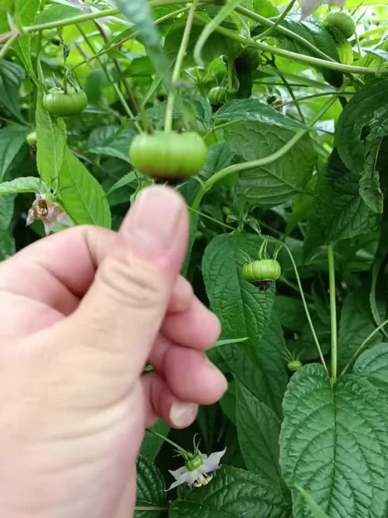 红果参