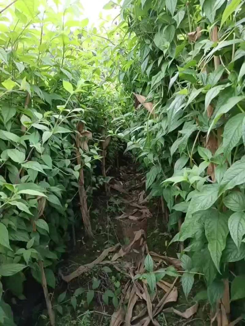 红果参
