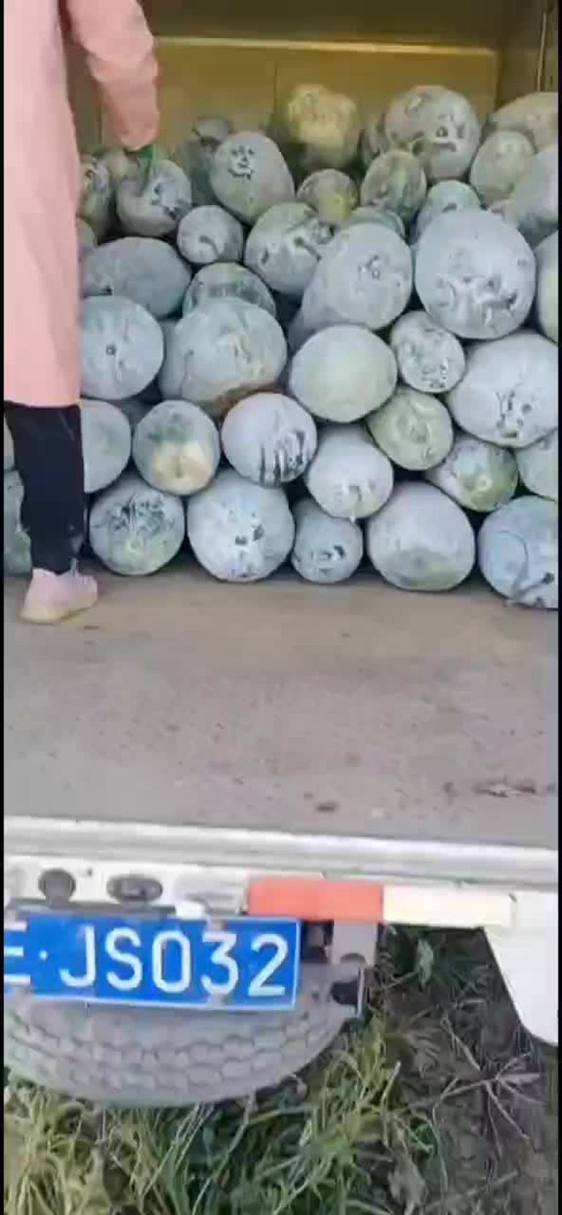 河北省邢台市柏乡县白皮冬瓜大量出货中