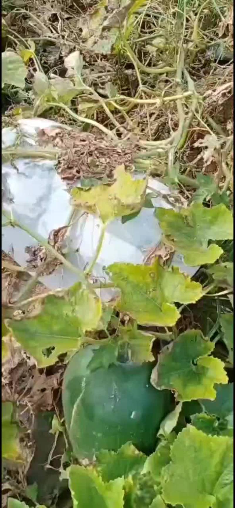 河北省邢台市柏乡县白皮冬瓜大量出货中