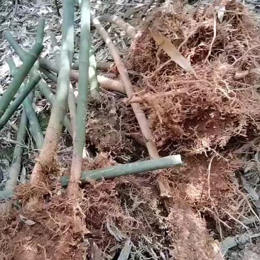 高山实心玉竹苗密度好，
