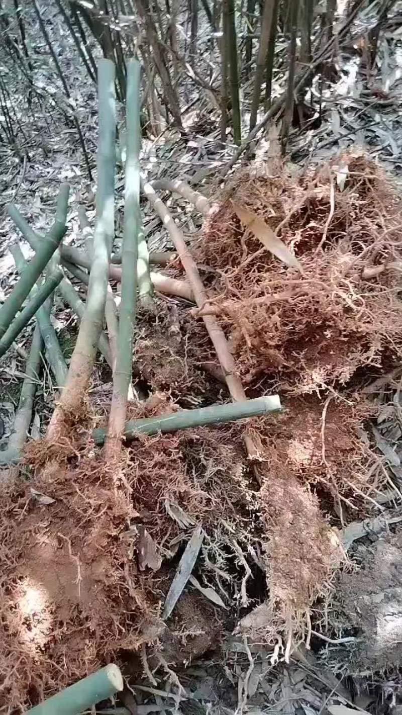 高山实心玉竹苗密度好，