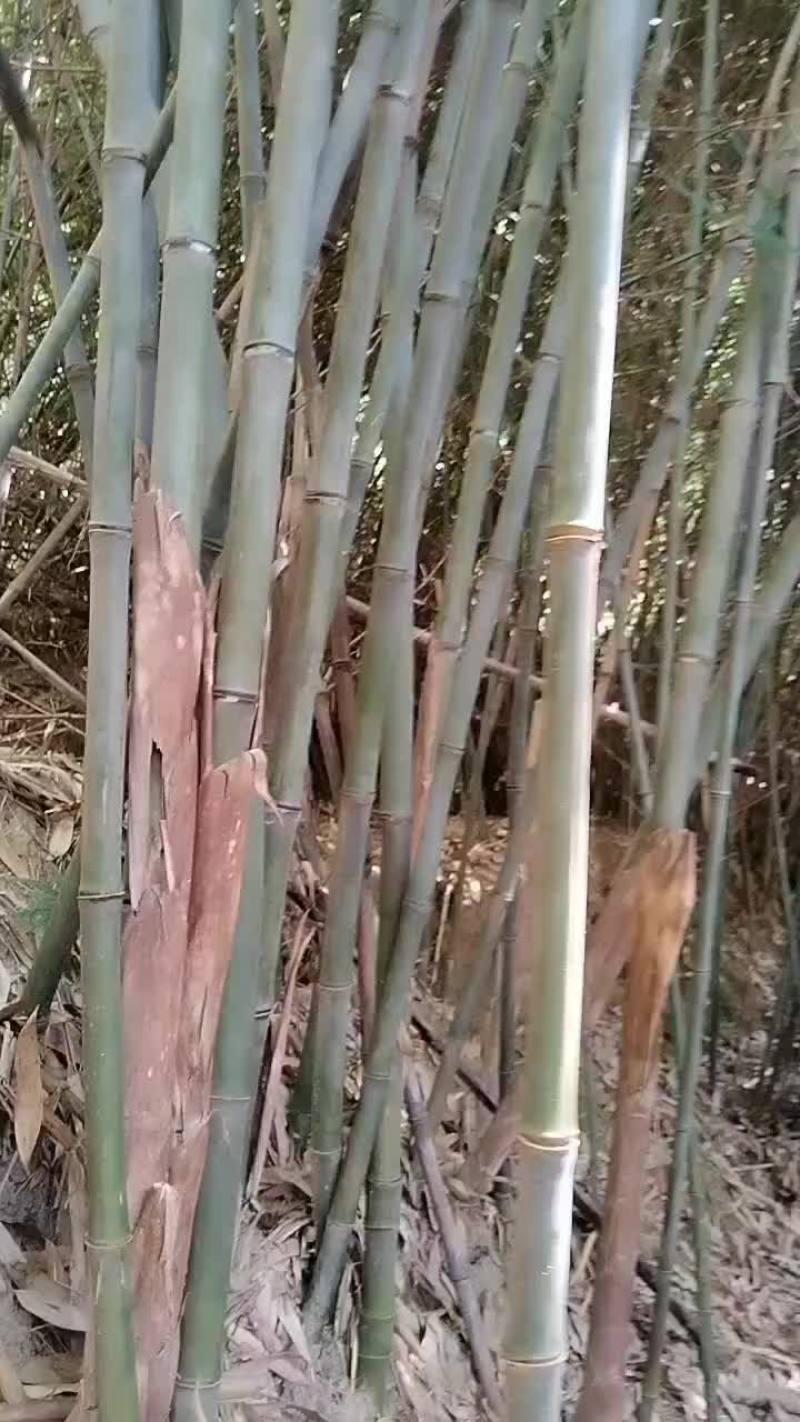 高山实心玉竹苗密度好，