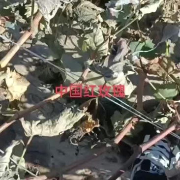 中国红玫瑰葡萄苗