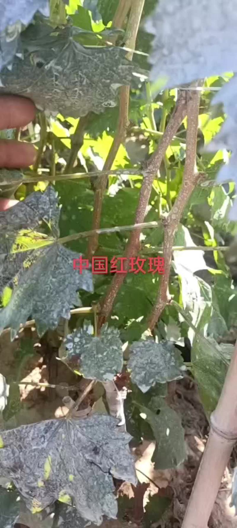 中国红玫瑰葡萄苗
