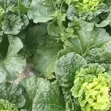 精品秋绿