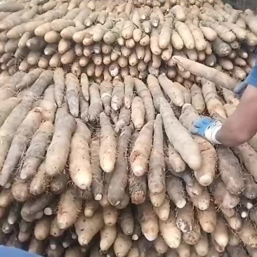 大量黑鬼白鬼山药上市啦要的老板可以下单啦