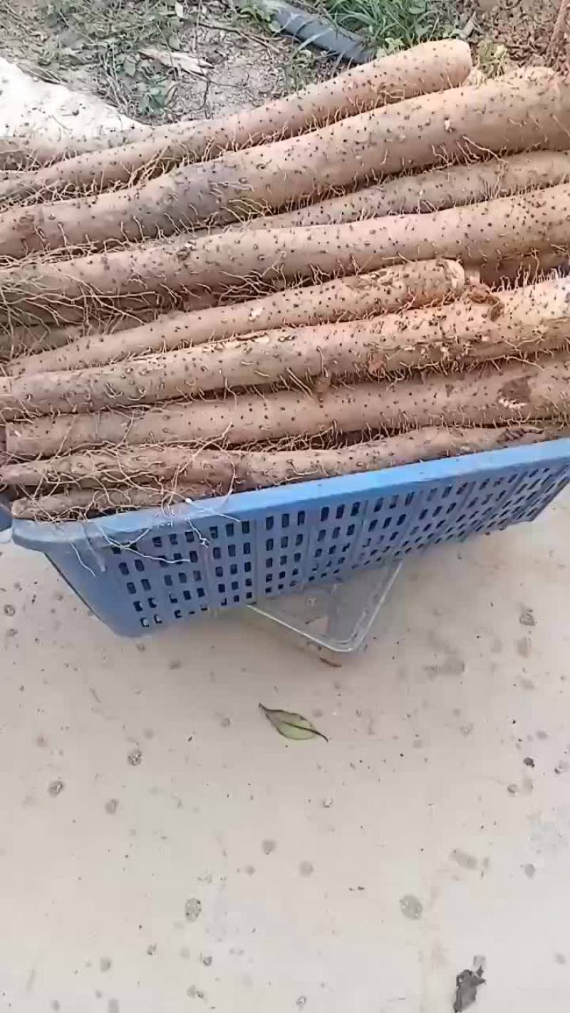 大量黑鬼白鬼山药上市啦要的老板可以下单啦