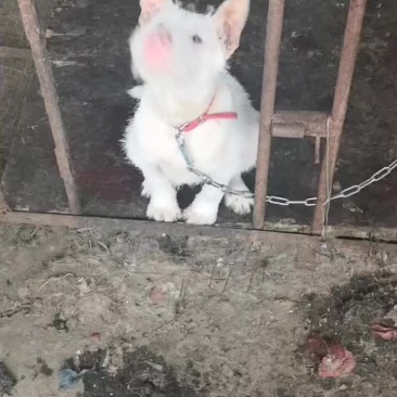 两个多月小下司，猎性好，品相好，三针疫苗以后大小山都搞。