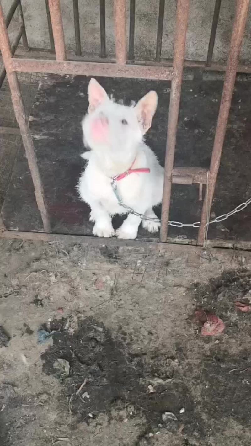 两个多月小下司，猎性好，品相好，三针疫苗以后大小山都搞。