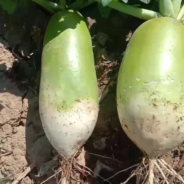 出售大量青萝卜