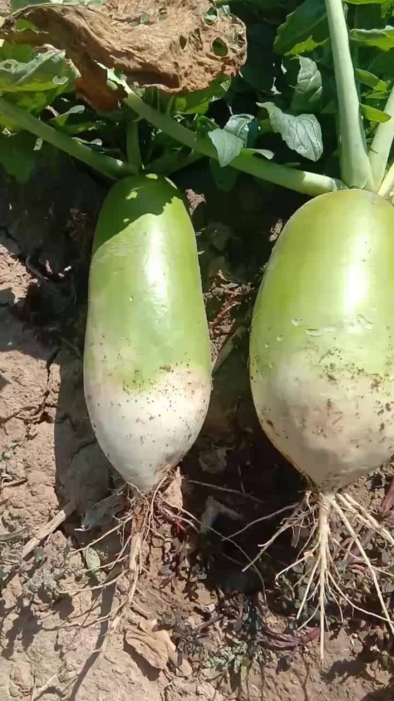 出售大量青萝卜