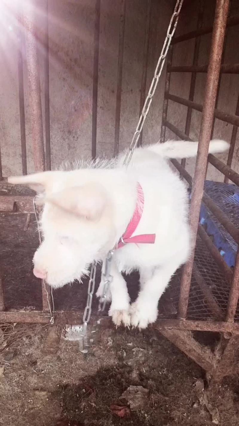 两个多月小下司，猎性好，品相好，三针疫苗以后大小山都搞。